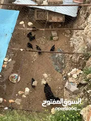  3 انثي هاسكي و8 جراوه للبدل ع جاج