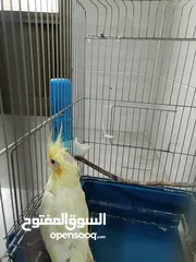  2 طائر كوكتيل انثى مع القفص