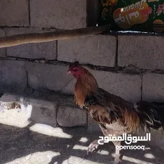  4 ديوجة هندي للبيع