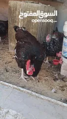  2 سايكس بورسلان