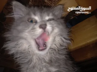  5 قطط للبيع$