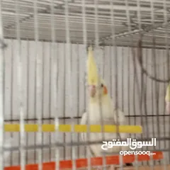  4 حبتين كوكتيل.   وما بعض..وهاديات مع قفص اربع معالف