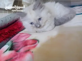  1 قطه هملايا انثى للبيع عمر ثلاث شهور  أكثير لعوبه حنونه مسليه نظيف جدا متعوده على البوكس مدربه