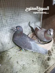  3 جواز حمام للبيع السعر نهائي