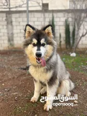  2 كلب هاسكي مالموت للبيع عمر سنة