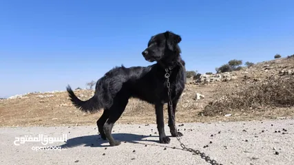  1 لابرادور Labrador Retriever