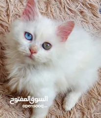  1 متوفر قط شيرازي فارسي  كل عين لون  شهرين ونص