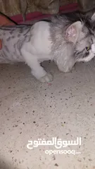  3 قطتين للبيع