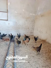  1 فرخات نخب النخب أقرأ الوصف