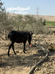  3 حمارة غنم، عمر سنتين صحة ممتازة