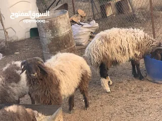  1 خراف بلدي اضاحي للبيع تربية منازل