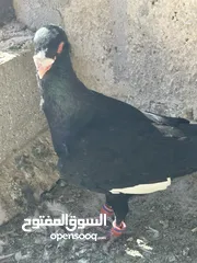  3 مسود اسود للبيع