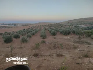 20 مزرعة مع بيت للبيع