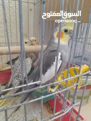  1 متوفر طيور كوكتيل صحة و نظافة