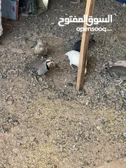  2 موجود  حجل للبيع