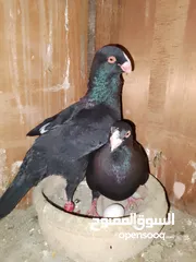  9 بسم الله والصلاه على رسول الله فحول طيور حمام وجواز للبيع