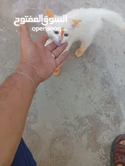  10 قطاط شرزي متوفر لدنا