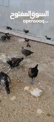  2 موجود صوص بلدي