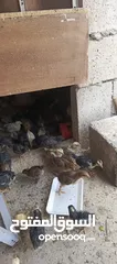  2 صوص جاج بلدي