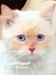  2 قطط الواحد