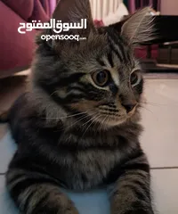  2 قط ذكر للتبني مكس بين شيرازي و بلدي لَعوب و مؤدب