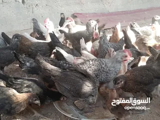  16 فراخ للبيع