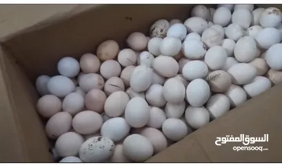  1 بيض عماني فرنسي