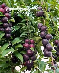  15 اقوى عروض بالمملكة   يوجد #مختصين #لتقليم #ورش #الاشجار #وصيانه #الحدائق