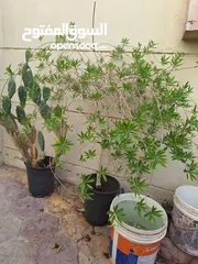  3 Plants for sale