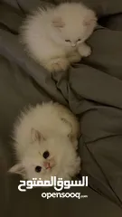  3 ‏ Pure ‏himalayan kittens