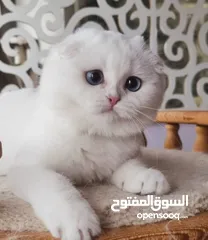  1 ⸻  Beautiful Scottish Fold Kitten – 14 Weeks Old – Ready for a New Home!