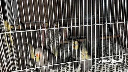  4 طيور كروان
