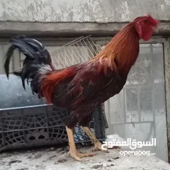 7 دجاج عرب وبشوش مصري