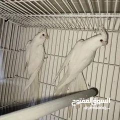  3 جواز كوكتيل البينو منتجات للبيع
