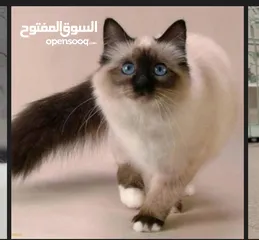 7 قطه هملايا حلوه وأليفه