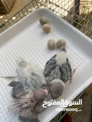  2 حب بادجي شغال مع فراخ الوان حلوه