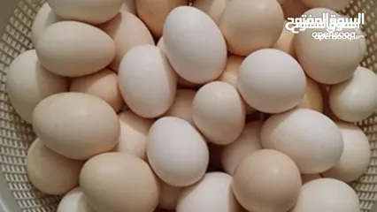  1 بيض كوشن وباكستاني مخصب