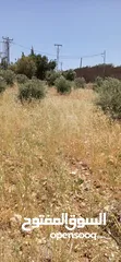  5 قطعة أرض للبيع من المالك مباشرة بسعر خيالي ناعور / ابو الغزلان مساحة 20دونم