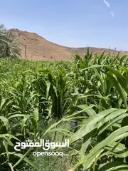  1 طعام اخضر ذره الحمرا العمانيه