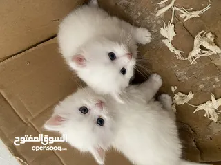  3 للبيع قطط عمر شهر ونصف