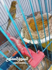  3 عصفير كنار