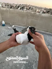  11 طيوور حمام للبيع بسعر مناسب تنظيف سطح