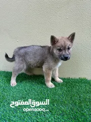  3 Chow chow mix with husky