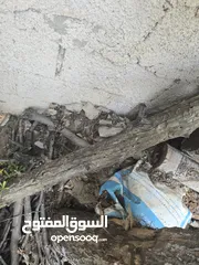  15 حطب من شجر متنوع