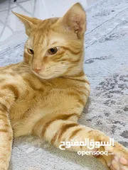  6 Female cat 7month old  and 2 month pregnant & male Oman cat 8 month old couple