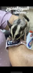  2 Suger glider السنجاب الطائر للبيع