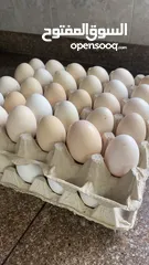  1 بيض بلدي طازة