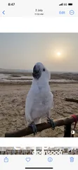  5 كوكاتو امبريلا cockatoo umbrella