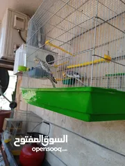  4 ببغاء كوكتيل ذكر وانثى مع قفص