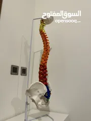  1 AXIS Scientific Flexible Spinal Cord
